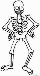Skeleton Skelett Ausmalbilder Skeletons Cool2bkids Skelet Simplicity sketch template