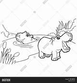 Coloring Pages Usos Template Hippopotamus Cartoon sketch template