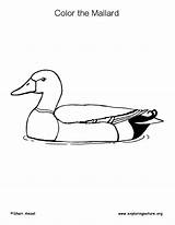 Coloring Mallard Duck sketch template