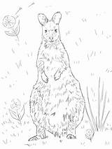Wallaby Coloring Necked Red Pages Printable Supercoloring Kangaroos Categories sketch template