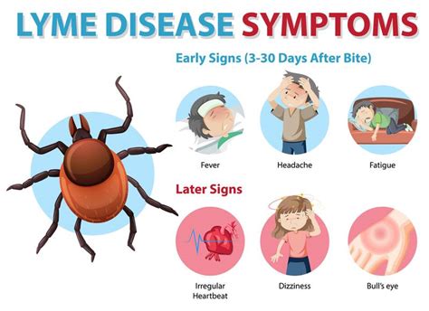 Lyme Disease Travel Advice Updated Guide For Travelers
