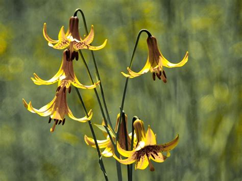 wild yellow lily information learn  canada lily cultivation