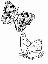 Motyle Borboletas Kolorowanki Borboleta Papillon Mariposa Motylami Owady Motylki Imagensdecoupage Malowanki Motylkami Ugu Qdb Zwierzęta sketch template