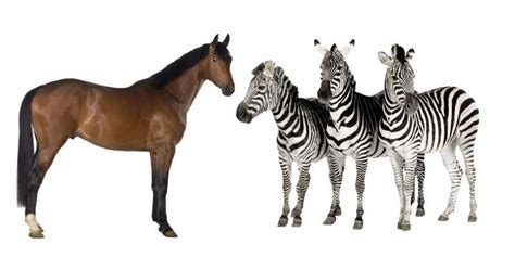zebras  horses  differences comparison equine desire