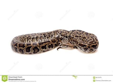 burmese python  white background stock image image  isolated black