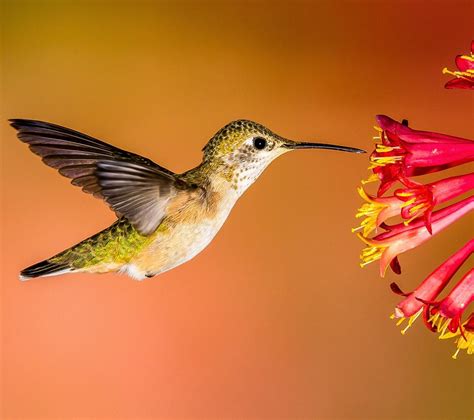 hummingbirds audubon rockies