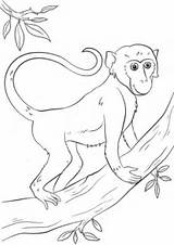 Scimmia Supercoloring Animato Cartone Sullalbero sketch template