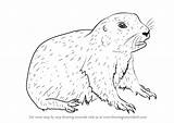 Prairie Dog Draw Drawing Baby Step Getdrawings Line Rodents sketch template