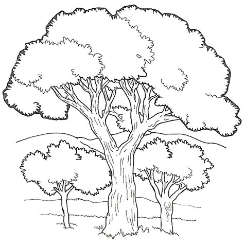 pin  teri jay  clipart tree coloring page earth day coloring