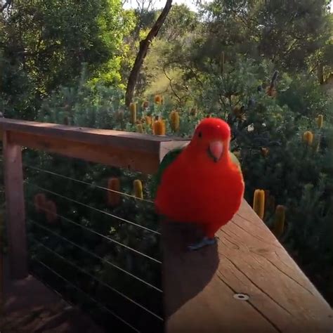 red parrot introduces  girlfriend   favourite human