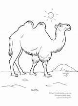 Camellos Chameau Camello Dromedarios Camels sketch template
