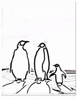 Coloring Penguins sketch template