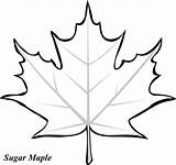 Maple Leaves Coloring Pages Color Leaf Printable Large Tree Fall sketch template