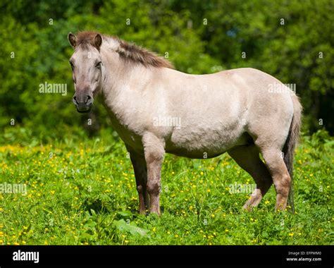 tarpan horse high resolution stock photography  images alamy