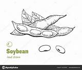 Soybean Sojabohne Soya Setn Gezeichnetes Beans sketch template