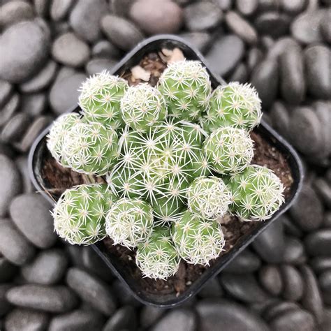 photo  mammillaria vetula ssp gracilis plant lust