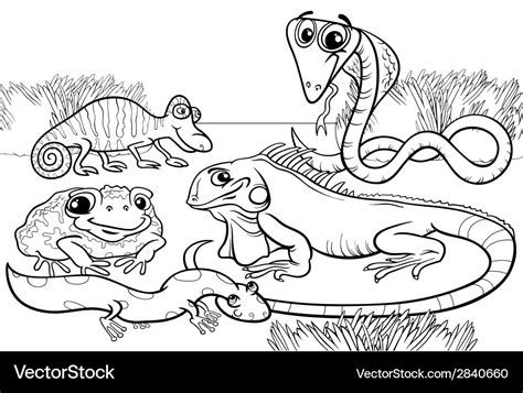 reptiles  amphibians coloring page royalty  vector