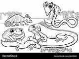Reptiles Amphibians Amphibian sketch template