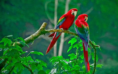 parrots paradise hd birds  wallpapers images backgrounds   pictures