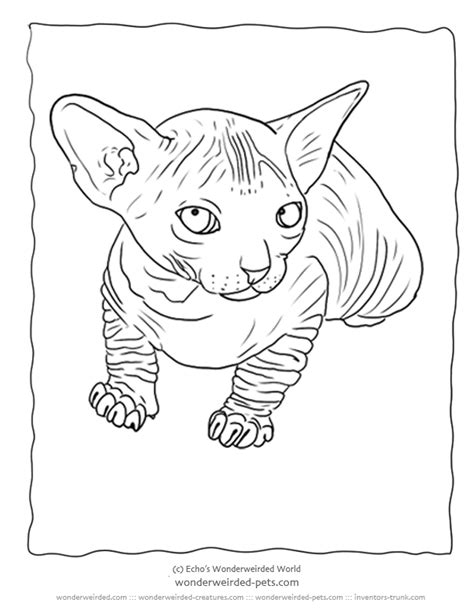 realistic cat coloring pages coloring home
