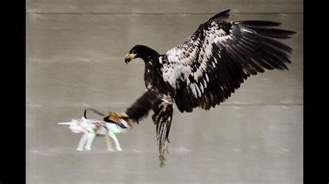 bird  drone dji phantom  eagles compilation youtube