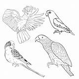 Coloring Vector Parrot Illustra Jaco Kakadu Wavy Lovebird Set Illustration Preview sketch template