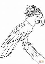 Cockatoo Coloring Palm Pages Cockatoos Printable Drawing Supercoloring Categories sketch template