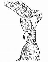Jungle Coloring Pages Baby Giraffe Kids sketch template