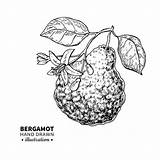 Bergamot Vector Drawing Fruit Vintage Illustrations Citrus Isolated Illustration Sketch Stock Great sketch template