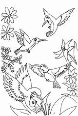 Coloring Hummingbird Pages Printable Kids Drawing Color Adult Bird Hummingbirds Print Flower Colouring Birds Humming Animal Books Sheets Drawings Book sketch template