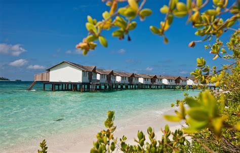reethi beach resort baa atoll scubaverse
