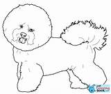 Bichon Frise Maltese Colorare Disegni Maltezer Havanese Colouring Hond Hondenkop Drawings Cani Puppies Supercoloring Farmy Hlavn Fresco Sketches sketch template