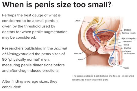 Whats Average Penis Size Brazilian Men Sex