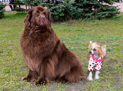 worlds largest dog breeds thegoodypet