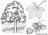 Coloring Trees Chestnut Tree Aspen sketch template