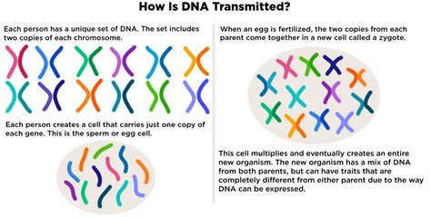 Transmission Dna Replication — Definition And Overview Expii
