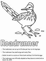 Roadrunner Coloring Mexico Pages Bird State Kids Greater Drawing Flag Facts Road Coyote Runner Tree Symbols Color Printables Flower Colouring sketch template