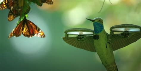 hummingbird spy drone films breathtaking monarch butterfly swarm