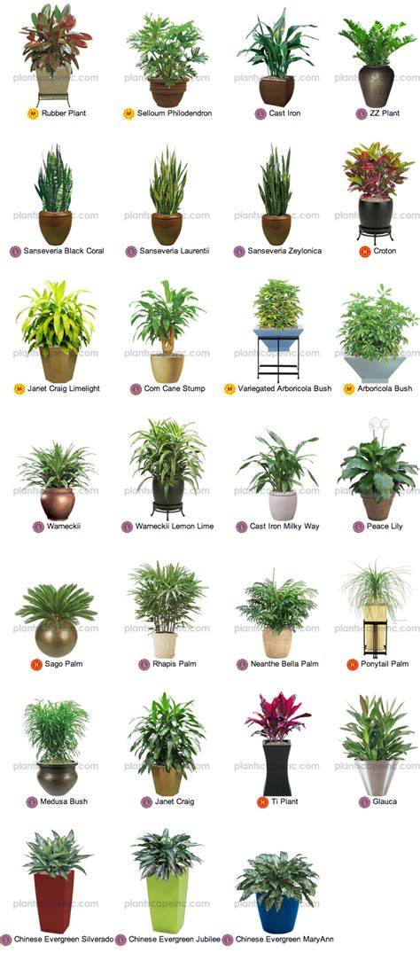 small tropical plants  interior landscaping  plantscape