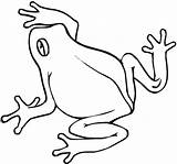 Frog Rana Dibujar Anfibi Dall Alto Stampare Rane Supercoloring Frogs Clipartmag Disegnidacolorare sketch template
