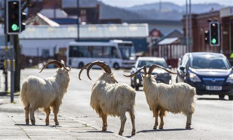 baaaaa lievable goats invade locked  welsh town