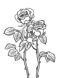 rose coloring page rose coloring pages coloring pages flower