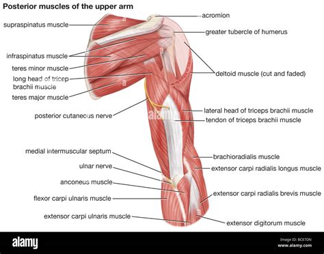 une vue posterieure des muscles de la partie superieure du bras humain