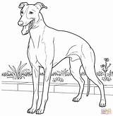 Greyhound Coloring Italian Pages Drawing Printable Line Dog Hound Supercoloring Colouring Grey Color Drawings Book Kids Adult Print Animal Es sketch template