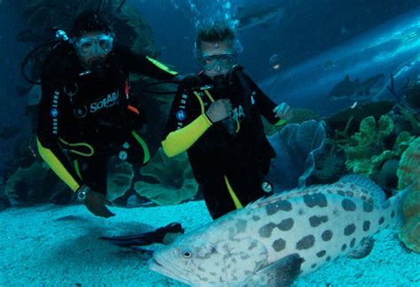 discover scuba diving  dubai aquarium al nahdi travels