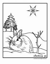Coloring Pages Winter Bunny Animals Animal Christmas Snowy Clipart Print Drawing Snow Kids Color Printable Printables Snowshoe Clip Jr Cliparts sketch template