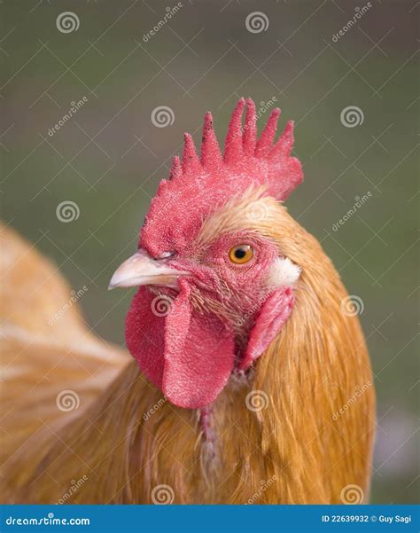 golden rooster stock photography image