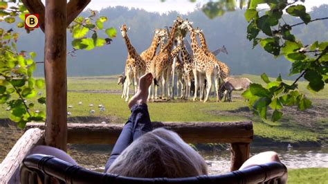 slapen tussen de leeuwen giraffen en zebras beekse bergen bouwt aan nieuw vakantiepark youtube