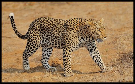 luiperd leopard   knp frik erasmus flickr