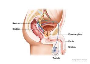 Sex penus type